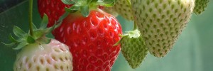 strawberry temp 2